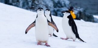 Zwierzęta Antarktyki