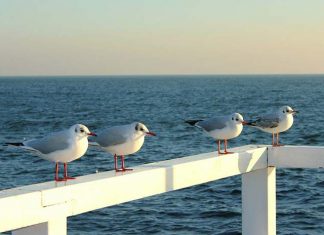 Apartamenty kontra hotele! Co wybrać nad Bałtykiem Apartamenty kontra hotele! Co wybrać nad Bałtykiem
