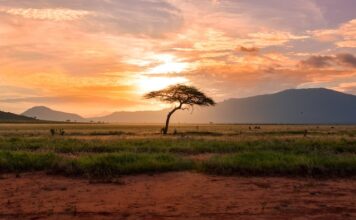 Gospodarka Afryki: Jak Kontynent Radzi Sobie Z Wyzwaniami Rozwoju Gospodarka Afryki