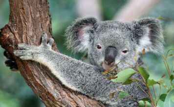 Australijska fauna