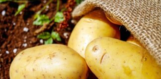 Co było w Polsce przed ziemniakami?