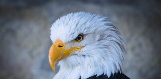 Ile kosztuje godzina lotu Raptora?