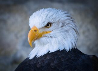Ile kosztuje godzina lotu Raptora?