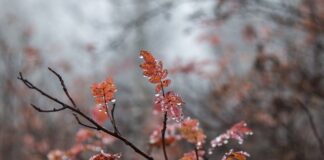 Czy ruskie lubią Polaków?