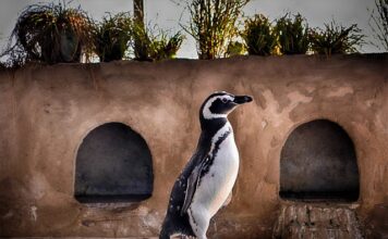 Jak długo trwają lekcje w USA?