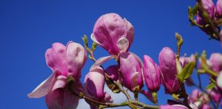 Jaki kraj jest czerwono biały?