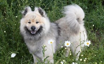 Czy niemiecka policja sprawdza polskie prawo jazdy? Czy niemiecka policja sprawdza polskie prawo jazdy?