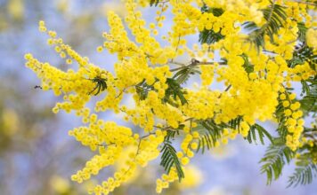 Czy akcent jest ważny?