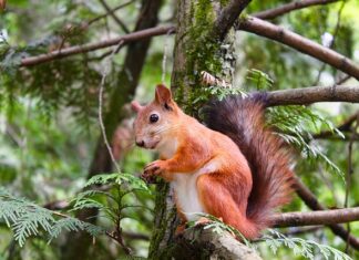 Jak sprawdzane są winiety?