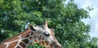 Co oznacza pokazanie języka?