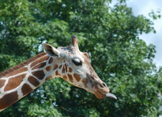 Co oznacza pokazanie języka? Co oznacza pokazanie języka?