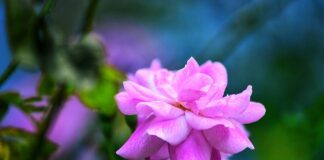 Które polskie miasto jest najpiękniejsze?