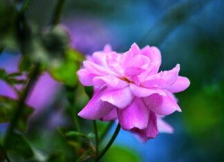 Które polskie miasto jest najpiękniejsze? Które polskie miasto jest najpiękniejsze?