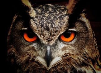 Co oznacza Sowa na dolarze? Co oznacza Sowa na dolarze?