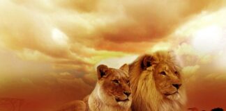 Czy w Afryce trzeba mieć prawo jazdy?