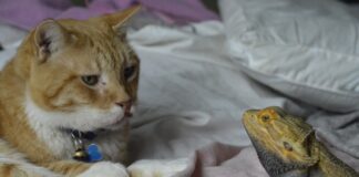 Czy można dogadać się po polsku w Chorwacji?