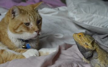 Czy można dogadać się po polsku w Chorwacji?