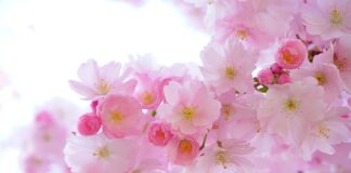 Jak wygląda japońska flaga?