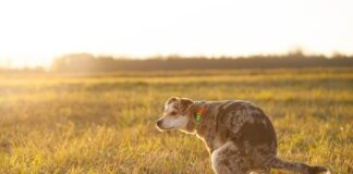Gdzie lecą odchody z pociągu?