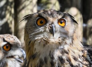 Kto w Europie ma F-35? Kto w Europie ma F-35?