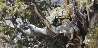 Jaki jest najstarszy kraj na świecie?