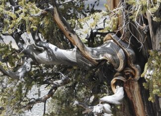 Jaki jest najstarszy kraj na świecie? Jaki jest najstarszy kraj na świecie?