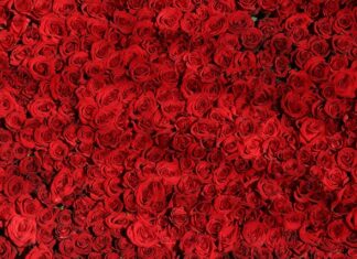 Czym się różni UK od USA?