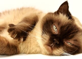 Czy brytyjski i angielski to to samo? Czy brytyjski i angielski to to samo?