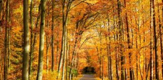 Czy Bydgoszcz jest większa od Paryża?