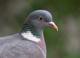 Kto wysłał Kolumba? Kto wysłał Kolumba?