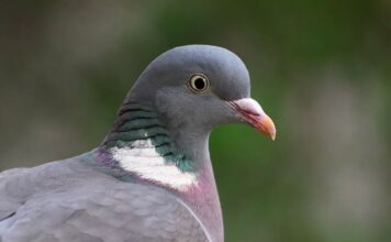 Kto wysłał Kolumba?