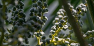 Co warto zjeść w Lublanie?