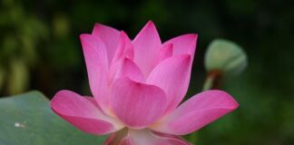 Jak witać się po angielsku?