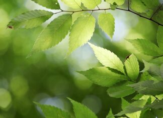 Jakie jest państwo na literę J? Jakie jest państwo na literę J?