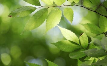 Jakie jest państwo na literę J? Jakie jest państwo na literę J?