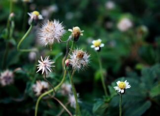 Co chłopcy dziedziczą po matce?