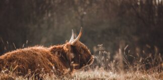 Jak zrobić sobie córkę?