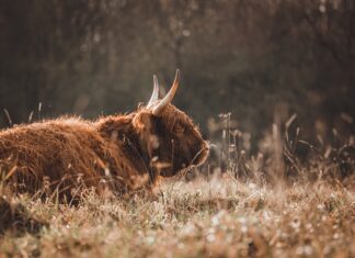Jak zrobić sobie córkę? Jak zrobić sobie córkę?