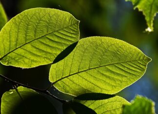 Jak wygląda zimą w Ameryce? Jak wygląda zimą w Ameryce?