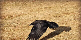 Jakie linie latają z Polski do USA?