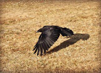 Jakie linie latają z Polski do USA? Jakie linie latają z Polski do USA?