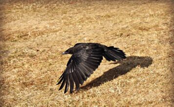 Jakie linie latają z Polski do USA?