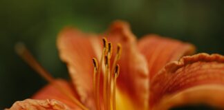 Ile jest odmian języka angielskiego?