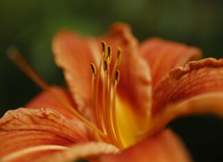 Ile jest odmian języka angielskiego?