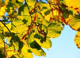 Co to znaczy lipa po chorwacku? Co to znaczy lipa po chorwacku?