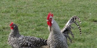 Czy Polska jest zagrożona?