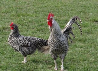 Czy Polska jest zagrożona? Czy Polska jest zagrożona?