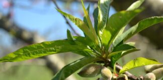 Komu rodzą się córki?