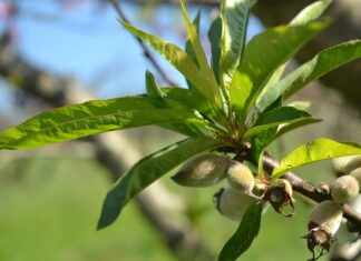 Komu rodzą się córki? Komu rodzą się córki?