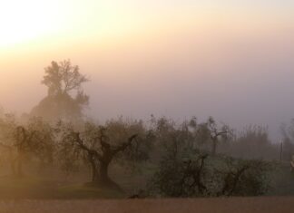 W jakim kraju ludzie uczą się języka polskiego?